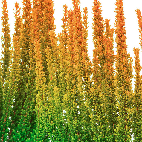 Kanarbik Skyline Las Vegas oranž – istikud