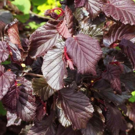 Sarapuu Syrena (Punane leskizna) – paljasjuursed istikud