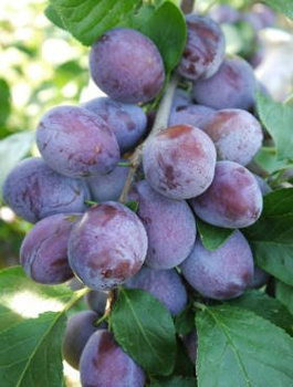 Ploomipuu Katinka – paljasjuursed istikud