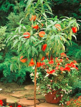 Virsikupuu Honey Gold kääbusvorm – paljasjuursed istikud