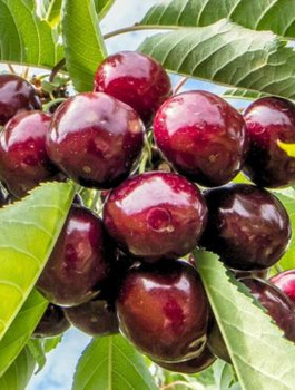 Maguskirsipuu Sam kääbusvorm – paljasjuursed istikud