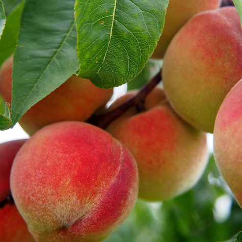 Virsikupuu Rakoniewicka – paljasjuursed istikud