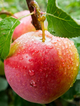 Õunapuu Gala Must – paljasjuursed istikud