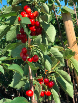 Maguskirsipuu sambakujuline vorm Silva – paljasjuursed istikud