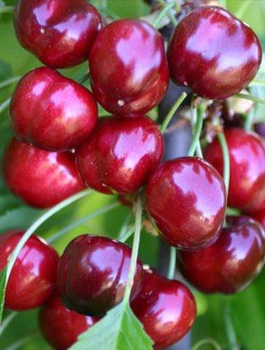 Maguskirsipuu Burlat – paljasjuursed istikud