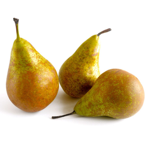 Pirnipuu Konferencja – paljasjuursed istikud