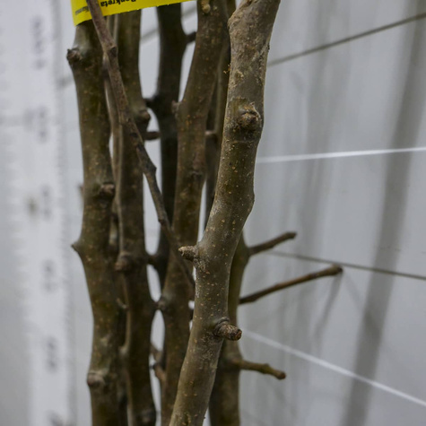 Pirnipuu (Aasia pirn) Shinseiki – paljasjuursed istikud