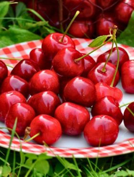 Maguskirsipuu Skeena – paljasjuursed istikud