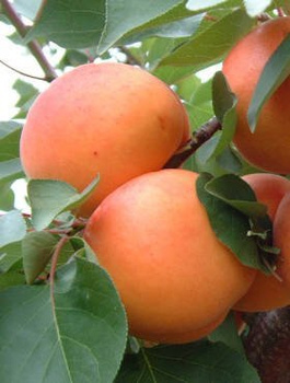 Aprikoosipuu Soledane – paljasjuursed istikud