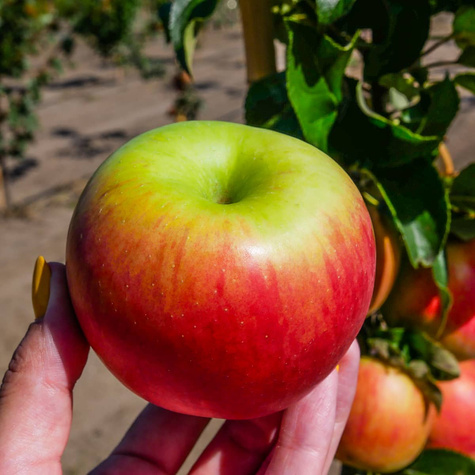 Õunapuu Celesta – paljasjuursed istikud