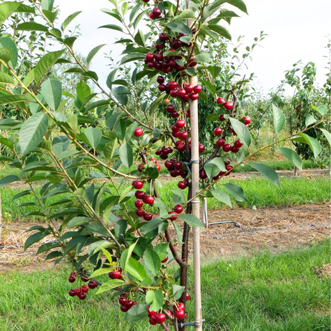 Hapukirsipuu Nana – paljasjuursed istikud