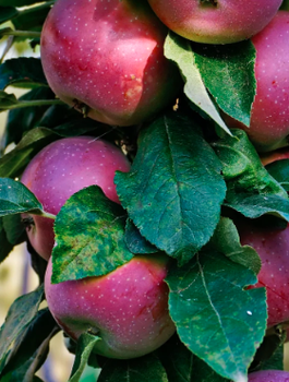 Õunapuu sambakujuline Red Spring – paljasjuursed istikud