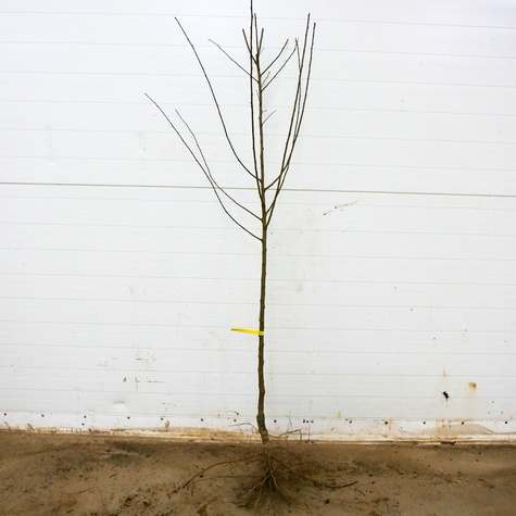 Ploomi-Nektariinipuu Ozark Premier – paljasjuursed istikud