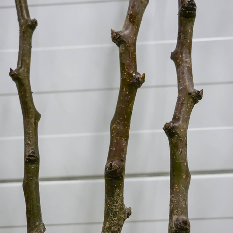 Pirnipuu Aasia Hosui – paljasjuursed istikud