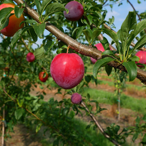 Ploomipuu (jaapani) Kometa – paljasjuursed istikud