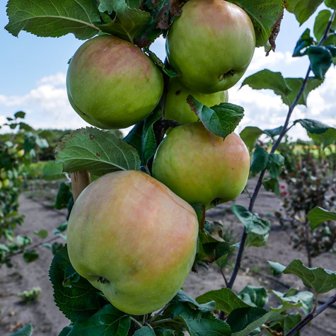 Õunapuu Antonowka – paljasjuursed istikud