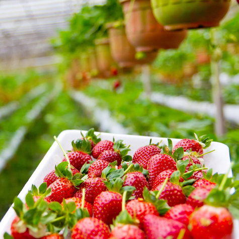 "Senga Sengana" keskvalmiv - Maasikataimed 10 tk