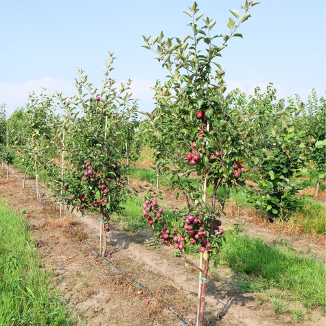 Õunapuu Red Loove – paljasjuursed istikud