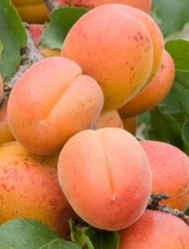 Aprikoosipuu Zaleszczycka – paljasjuursed istikud