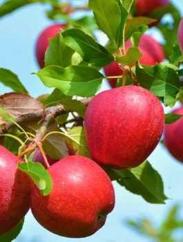 Õunapuu Novamac – paljasjuursed istikud