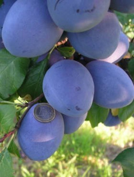 Ploomipuu Tophit – paljasjuursed istikud