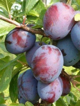 Ploomipuu Amers – paljasjuursed istikud