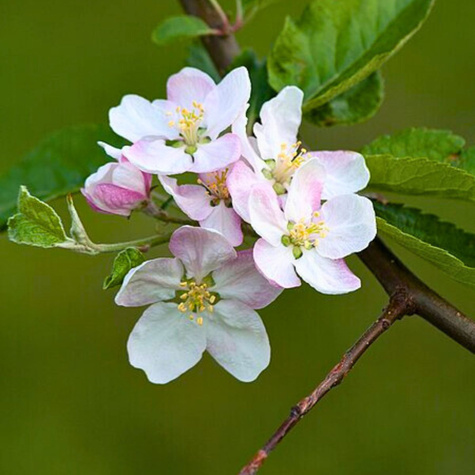 Õunapuu Jonagold DeCosta – paljasjuursed istikud