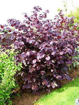 Sarapuu purpur – paljasjuursed istikud