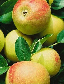 Õunapuu Muskat Renette – paljasjuursed istikud