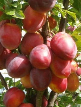 Ploomipuu Jerozolimka virsikuline Renkloda – paljasjuursed istikud