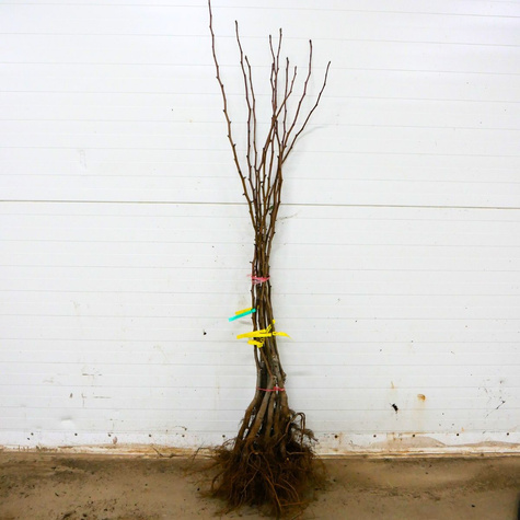 Pirnipuu Amfora – paljasjuursed istikud