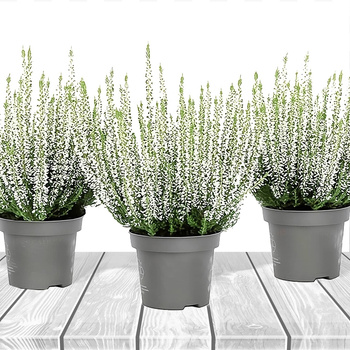 Harilik kanarbik valge, suletud õienuppudega – istikud