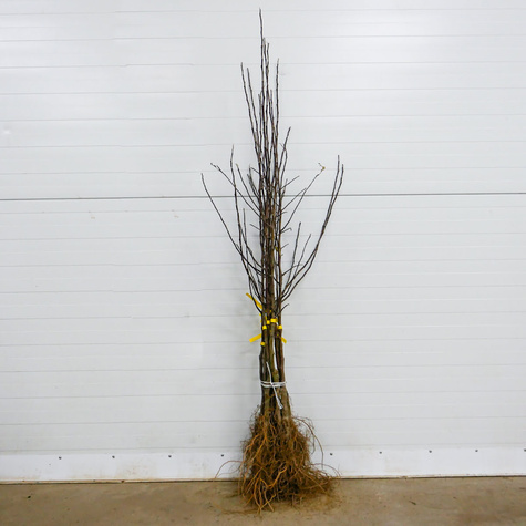 Õunapuu Punane Papierowka – paljasjuursed istikud