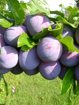 Ploomipuu Silvia – paljasjuursed istikud