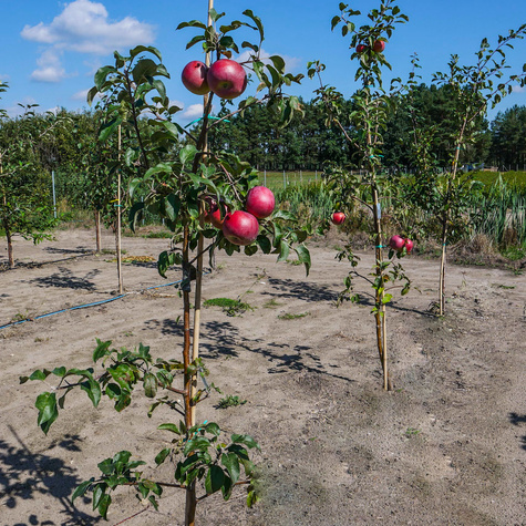 Õunapuu Cortland – paljasjuursed istikud