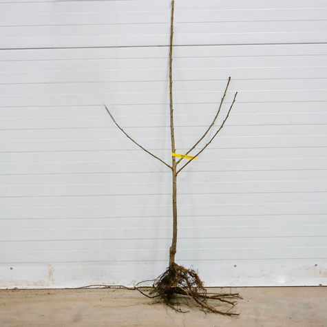 Maguskirssipuu Härjasüda – paljasjuursed istikud