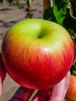 Õunapuu Cortland – paljasjuursed istikud