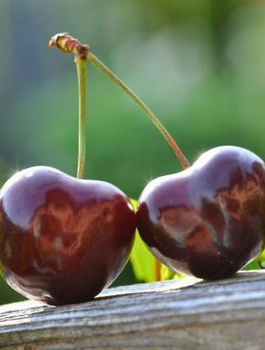 Maguskirsipuu Kordia – paljasjuursed istikud