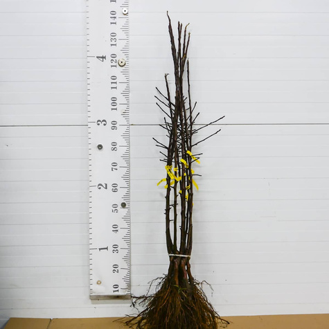 Õunapuu Gala Must – paljasjuursed istikud