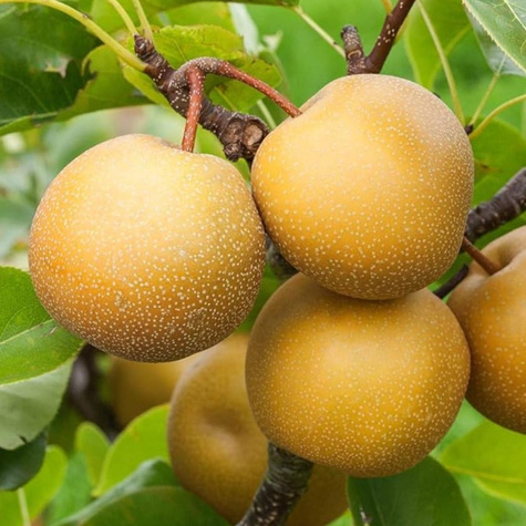 Grusza azjatycka Chojuro Mrozoodporna START PACK ®