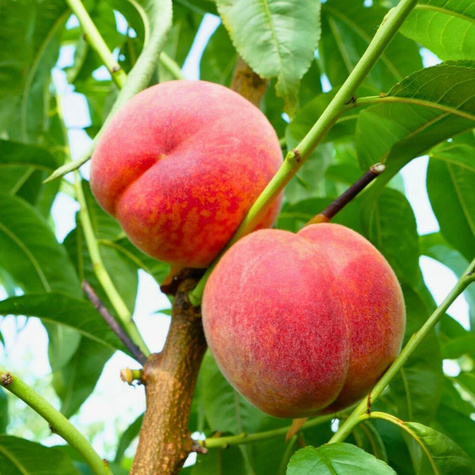 Virsikupuu Favorita Morettini – paljasjuursed istikud