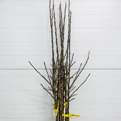 Õunapuu Gala – paljasjuursed istikud