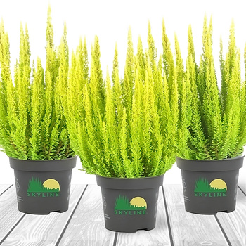 Harilik kanarbik Skyline Miami Sydney kollane mittekasvav – istikud