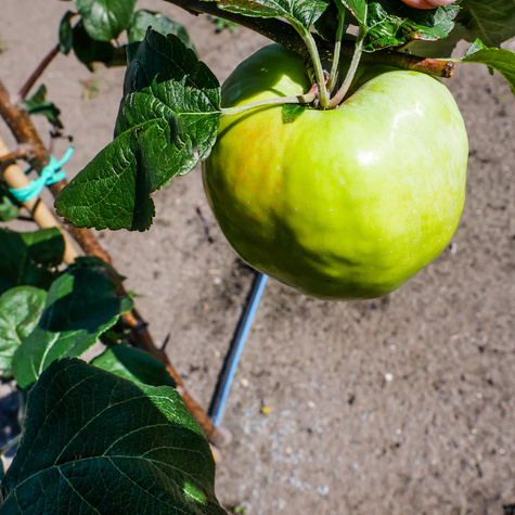 Õunapuu Antonowka Valge Koorev ja Poolteistnaelane – paljasjuursed istikud