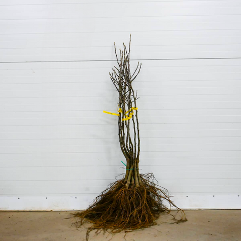 Õunapuu Ananas Berzenicki – paljasjuursed istikud