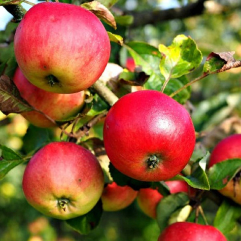 Õunapuu James Grieve – paljasjuursed istikud