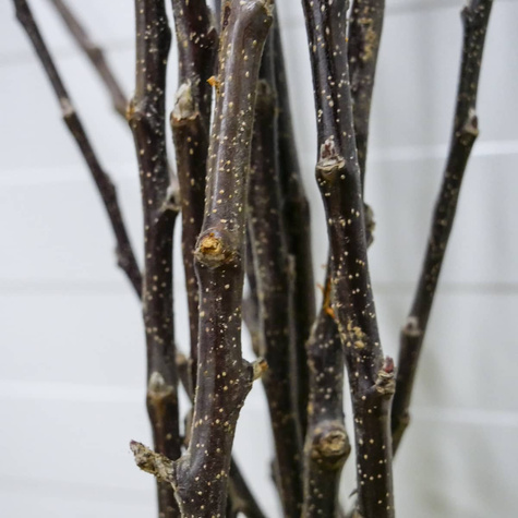 Õunapuu Rubin – paljasjuursed istikud