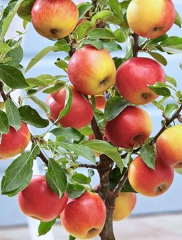 Õunapuu Elstar – paljasjuursed istikud