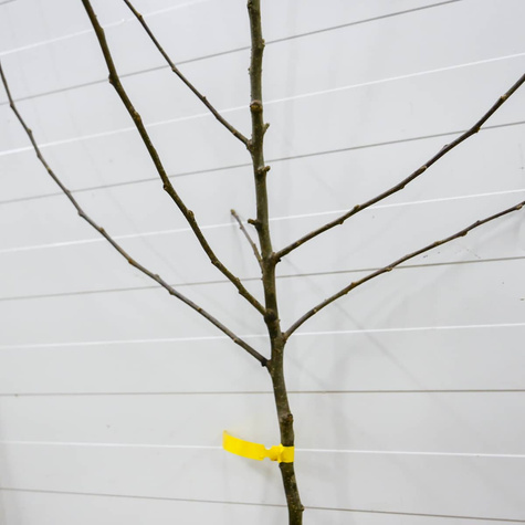 Õunapuu Celesta – paljasjuursed istikud