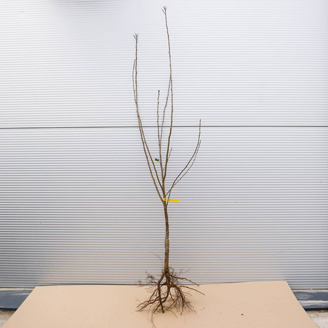 Hapukirsipuu Lutowka – paljasjuursed istikud